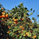 조생 감귤 로얄과 10kg 23,000원 판매🍊합니다. 이미지