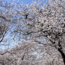 지에스25소양벚꽃로점 이미지