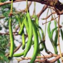 아프리칸메뚜기콩나무 (African locust bean tree) 이미지