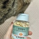 건강한 펫 이미지