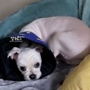 예초유치원 | 울산 슬개골수술 한달 지난 후기