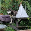 놀다가개 이미지