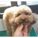 곁에 있을개 이미지