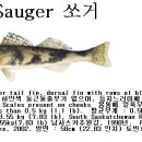 2009 수은함유 물고기 섭취보고서 Mercury in Fish Consumption Report 이미지