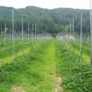 정경농장 이미지