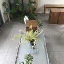 옥수수 동물병원 | 대구 경대병원 카페🍨::이지지커피