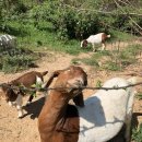 광덕목장 이미지