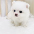 오아이펫 이미지