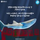 아기 고래
