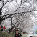 벚꽃으로 하늘을 가린 하동 쌍계사 십리 벚꽃길 (2010. 4. 11) 이미지