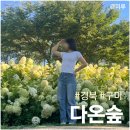 박정희로2R-32 | [경북 구미] 8월 - 수국 목수국 명소 경북구미 다온숲 추천