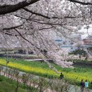 온천천시민공원 영산홍 이미지