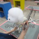 개인정애견샵 이미지