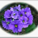 가장 아름다운 노래 이미지