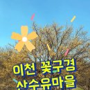 이천산수유마을 이미지