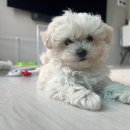 제니스동물병원 이미지