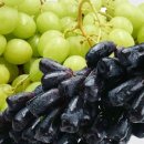 머드러기 - 동구 | 머드러기