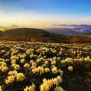 천상의 나무 이미지