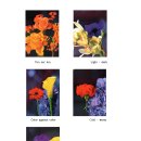 네덜란드 국가공인 자격증 플로리스트 자격증 DFA 2 (Dutch Floral Arranger이론 자격증) 과정 이미지