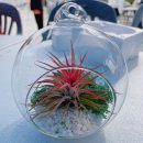 반려식물 테라리움 만들기 이미지