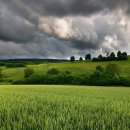 밀밭사랑 이미지