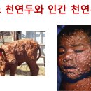 소 천연두 럼피스킨병, 인간 천연두 경고 이미지
