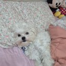 본 동물메디컬센터 외과동물병원 이미지