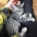 냥냥이 캔따개 네이버블로그