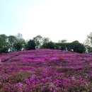 군포철쭉꽃축제 이미지