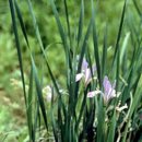 마린자(馬藺子)A Iris pallasii var. chinensis Fisch. Iridis Semen 타래붓꽃 붓꽃과(Irid 이미지