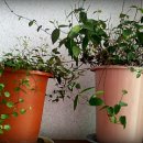 칠복농장 이미지