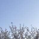 중앙공원4지구 | 인천 벚꽃 명소 구월동 중앙공원 실시간 벚꽃 개화시기