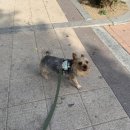 크림푼 이미지