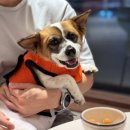 (주)좋은비타민 칠곡 | 편집샵 느낌 낭낭한 대구 칠곡 디저트맛집 애견동반 카페 🐶빌리어네어 🐶
