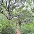 새천년생명의숲 | 제주 동쪽 가볼만한 곳, 제주 비자림 숲 해설 후기: 해설투어 시간, 코스, 소요시간 총정리