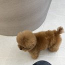 GS25 성북본점 이미지