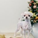 엘로이펫(L.ROYpet) 이미지