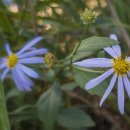 쑥부쟁이 이미지