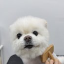 라이크어독 이미지