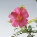 산다화 이미지