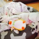 피자나라버거공주 이미지