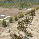 청보농장 이미지