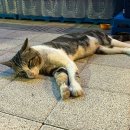 지에스(GS)25 강릉컨피네스점 이미지