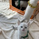 김포고양이가정분양 라라캣츠 이미지