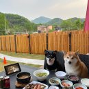 도그라운드 이미지