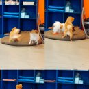 하꾸나마루다 이미지