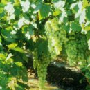 정해농장 이미지