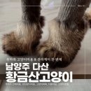 예민묘 미용 성공기｜쉬야+응아 테러에도 웃어주신 다산고양이미용 황금산고양이