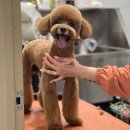 희야네 애견미용실 이미지