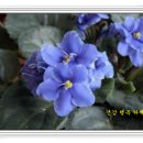 바이올렛 - 군산시 공항로 93 | 바이올렛